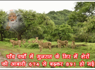 गुजरात के गिर अभयारण्य में शेरों की संख्या बढ़कर 891 हुई-मोदी