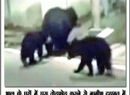 भालू के घरों में घुस तोड़फाेड़ करने से ग्रामीण दहशत में