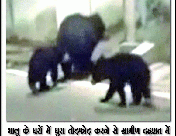 भालू के घरों में घुस तोड़फाेड़ करने से ग्रामीण दहशत में