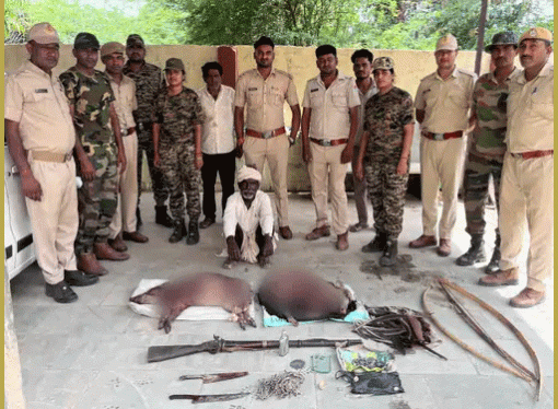 दो जंगली सुअरों का शिकार करने के आरोप में एक शिकारी गिरफ्तार