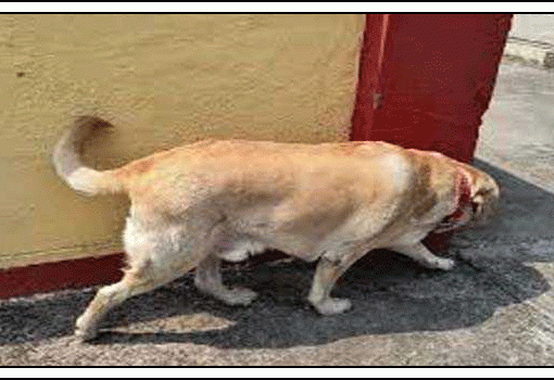 देश में पहली बार स्वदेशी तकनीक से किया कुत्ते का कूल्हा प्रत्यारोपण