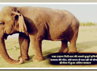 पन्ना की मशहूर ‘दाई’ वत्सला ने त्यागी देह, यादव ने दी श्रद्धांजलि