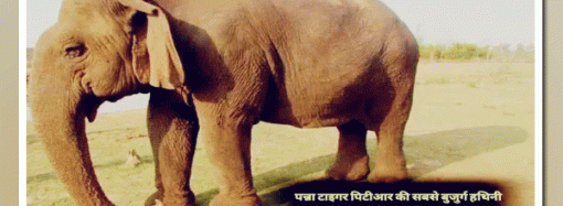 पन्ना की मशहूर ‘दाई’ वत्सला ने त्यागी देह, यादव ने दी श्रद्धांजलि