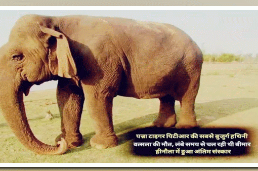 पन्ना की मशहूर ‘दाई’ वत्सला ने त्यागी देह, यादव ने दी श्रद्धांजलि