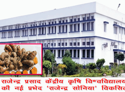 डॉ. राजेन्द्र प्रसाद केंद्रीय कृषि विश्वविद्यालय ने हल्दी की नई प्रभेद ‘राजेन्द्र सोनिया’ विकसित की