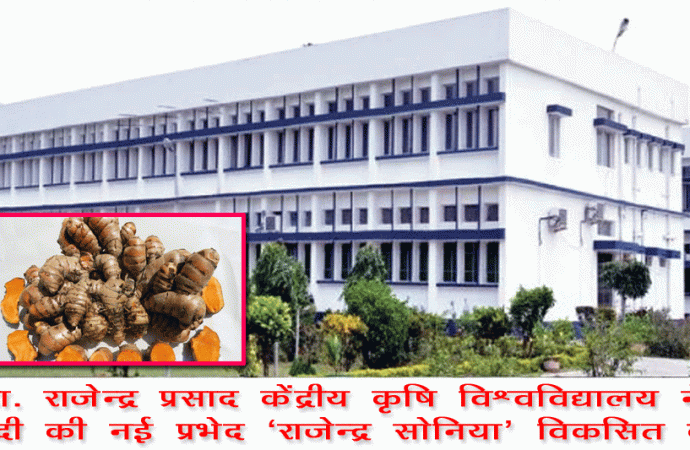 डॉ. राजेन्द्र प्रसाद केंद्रीय कृषि विश्वविद्यालय ने हल्दी की नई प्रभेद ‘राजेन्द्र सोनिया’ विकसित की