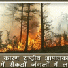 सर्बिया में सैकड़ों जंगलों में लगी आग, गर्मी के कारण राष्ट्रीय आपातकाल लागू