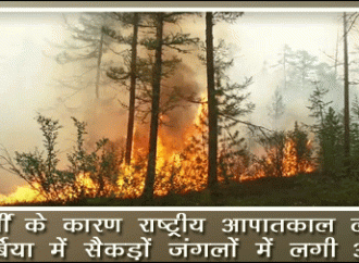 सर्बिया में सैकड़ों जंगलों में लगी आग, गर्मी के कारण राष्ट्रीय आपातकाल लागू